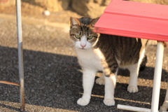 ベンチの下にて