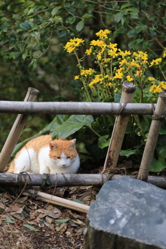 花と猫