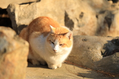岩陰から 岩陰から