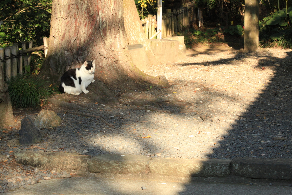朝日と影、そして猫