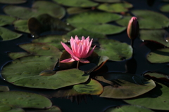 薄紅の香り