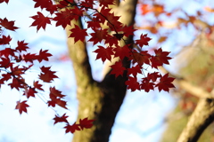 木の前の紅葉