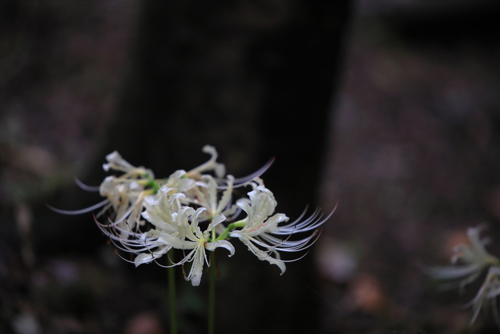 木陰の輝き