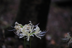 木陰の輝き