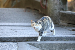 駆け寄るネコ