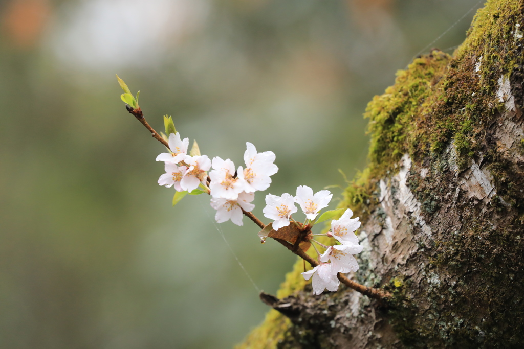 一輪桜