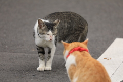ご対面