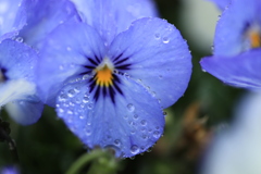 ある雨上がりに