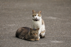 仲良し