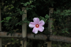 新しい美