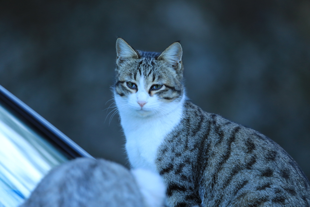 車のボンネットの上から