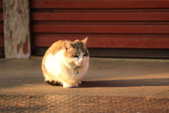 日向ぼっこ 日向ぼっこ