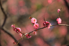 薄紅の幻の中で