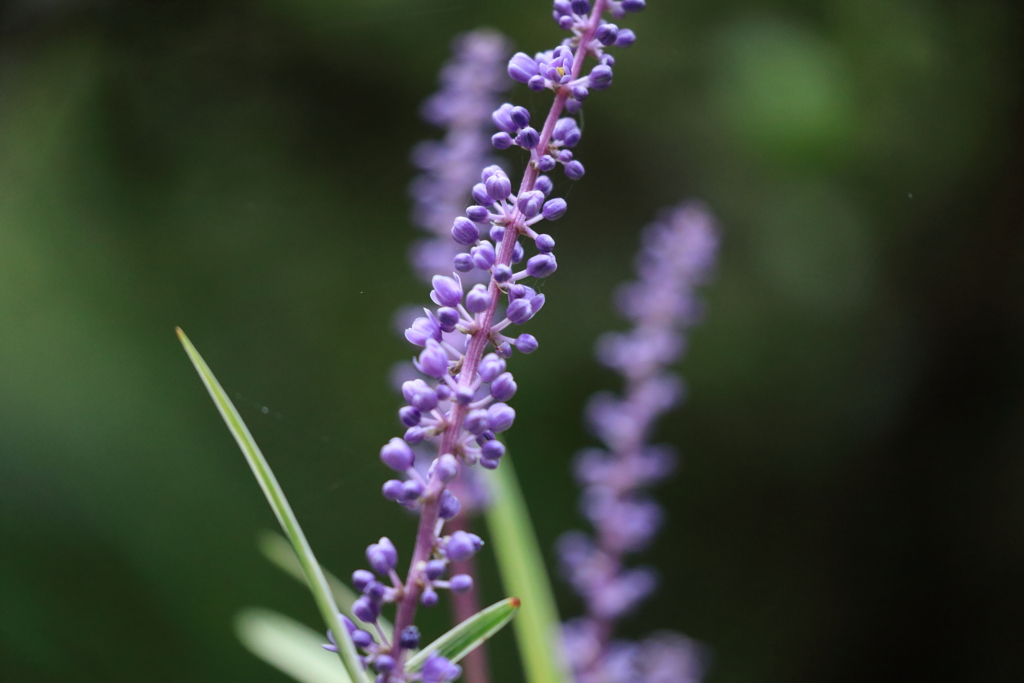 むらさきに伸びて