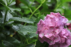 雨に似合う花