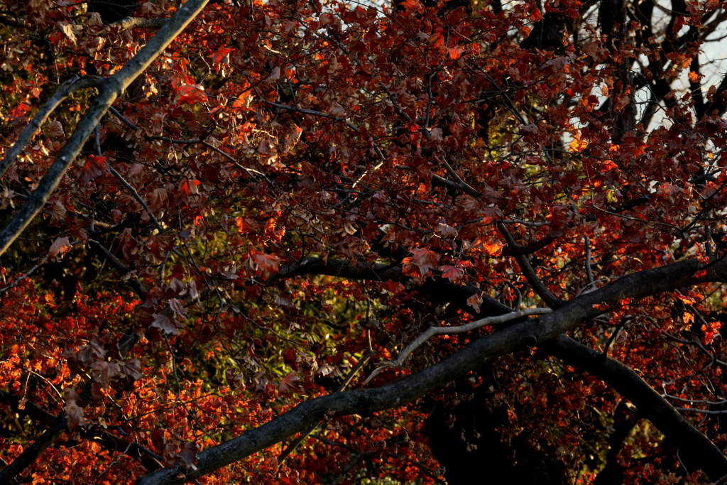 晩秋の紅葉　２