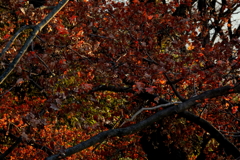 晩秋の紅葉　２