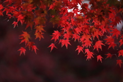 晩秋に映える