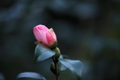 蕾 蕾
