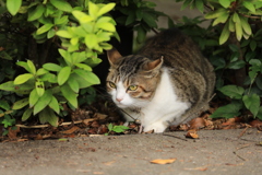 草むらの陰から