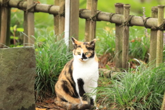 三毛ランジェロ