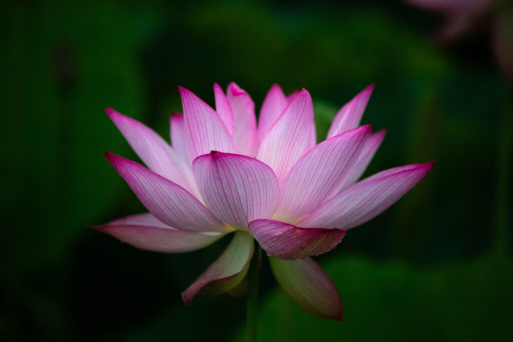 抱擁