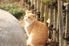 竹垣のそばにて