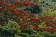 色付き半ば