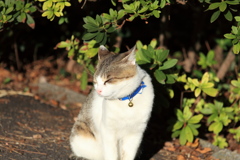 ひなたぼっこ　その２