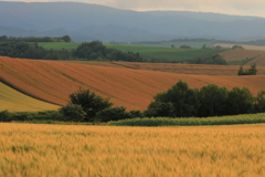 三色ストライプ