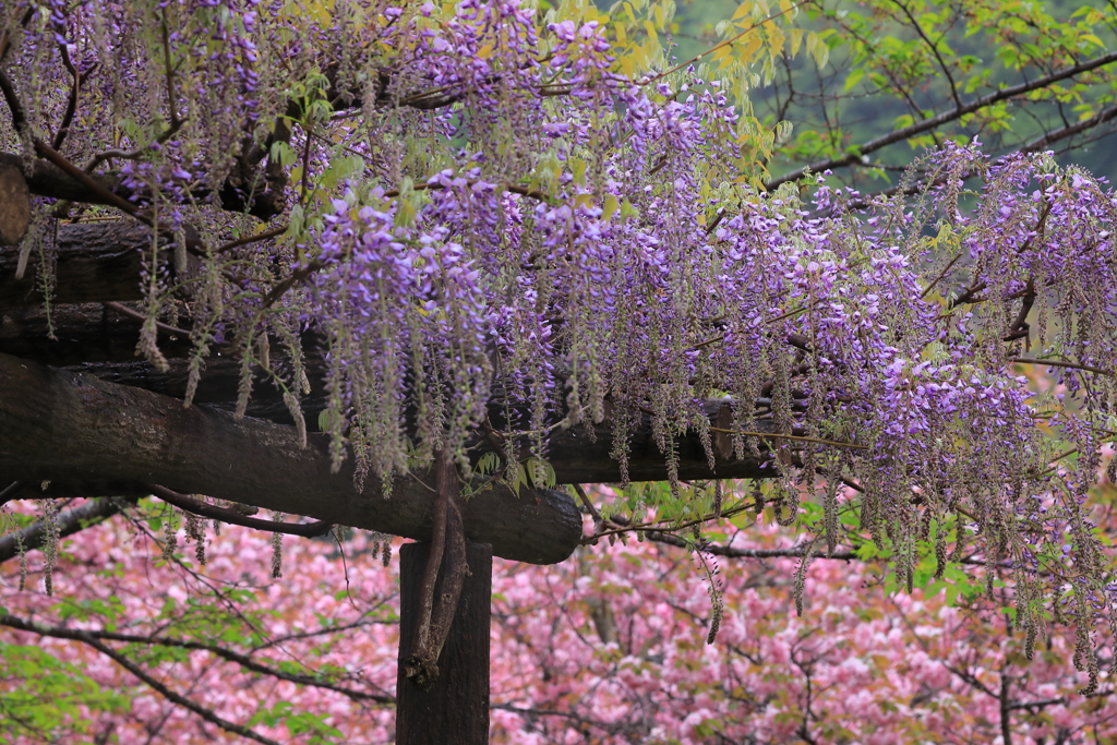 藤を支える桜
