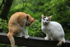 欄干にて　２
