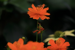 孤高の花