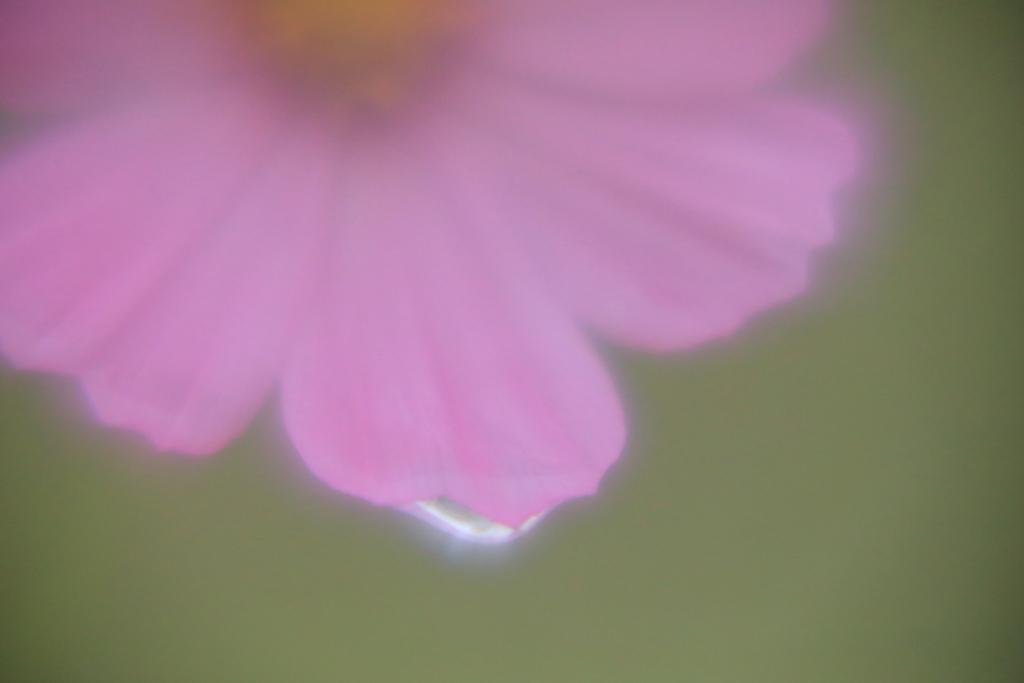幻の朝露