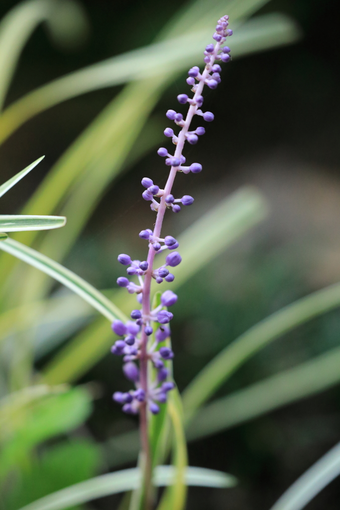 むらさきに伸びて