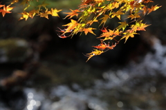 水の煌めきを受けて