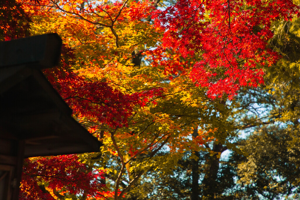 屋根の脇の彩り