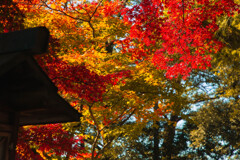 屋根の脇の彩り