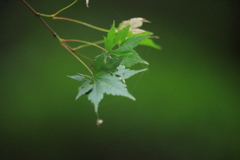 秋を待って