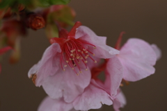雨上がりの河津桜