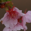 雨上がりの河津桜