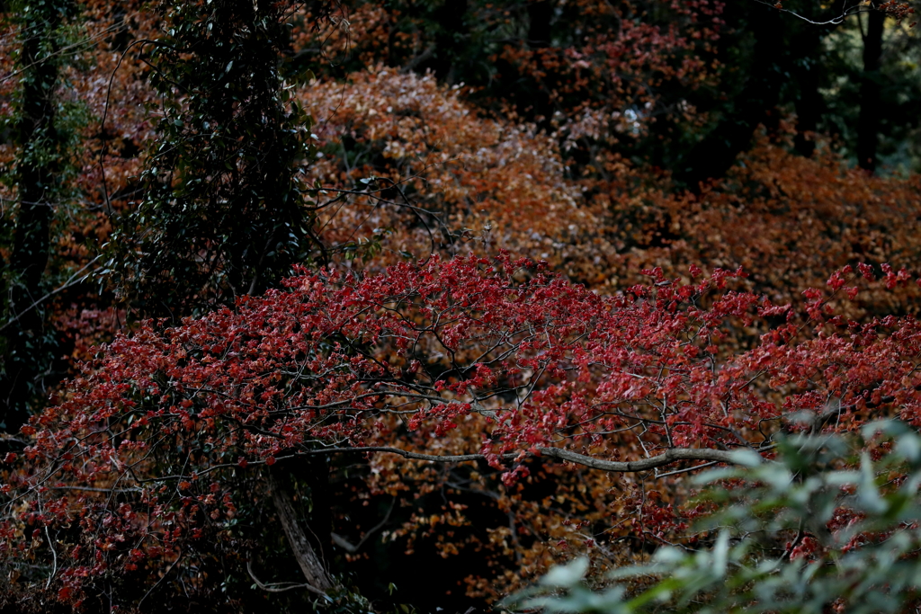 晩秋の紅葉 ５