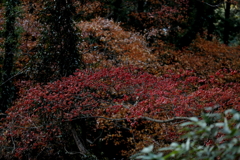 晩秋の紅葉 ５