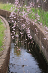 水辺に捧げる優しさ