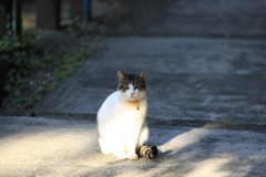 朝日に佇む