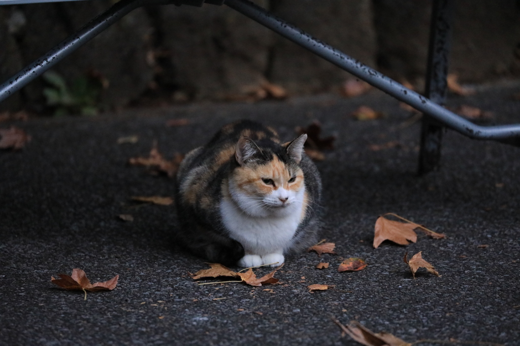 ベンチの下にて
