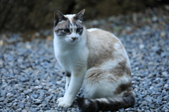 砂利の上にて