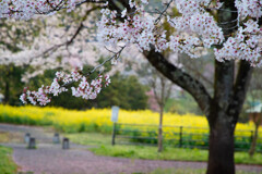 菜の花に映える