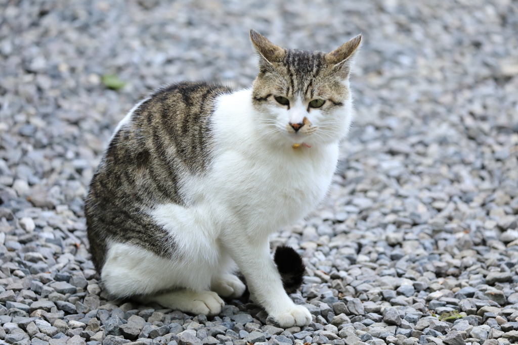 砂利の上にて