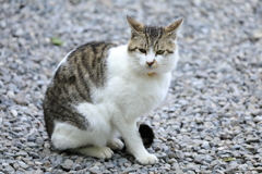 砂利の上にて